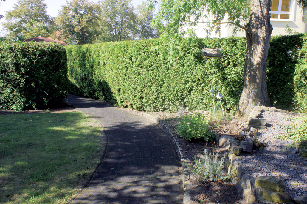 Gepflasterter Weg führt entlang einer hohen Hecke und einem Baum im Gartenbereich